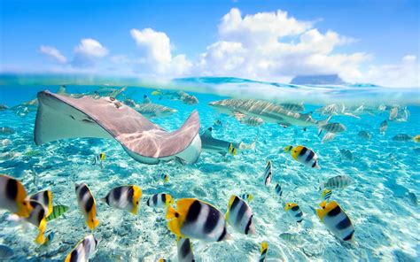 Tropical Island with Fish HD wallpaper | Pxfuel