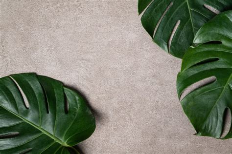 Tropical Palm Monstera Leaves Isolated On Gray Table Background Stock