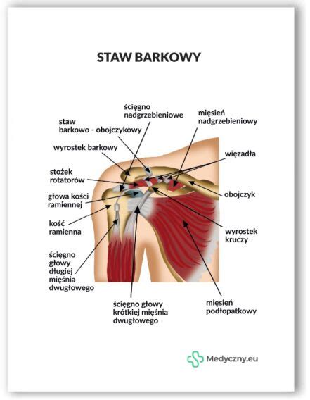 Plansza Anatomiczna Staw Barkowy 2078 Medyczny Eu Internetowy