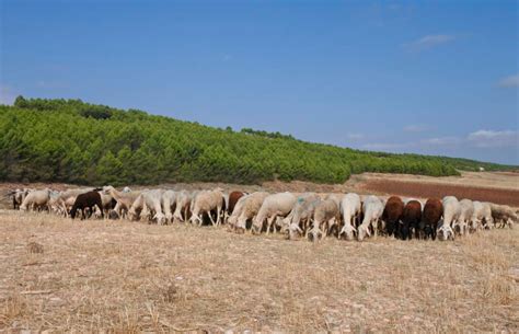 Castilla La Mancha Ha Abonado Millones Para El Mantenimiento De La