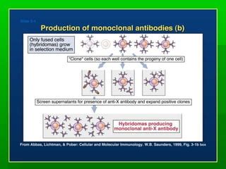 Anticuerpos Monoclonales PPT Descarga Gratuita