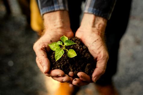 hands holding  pile  earth soil   growing plant royalty