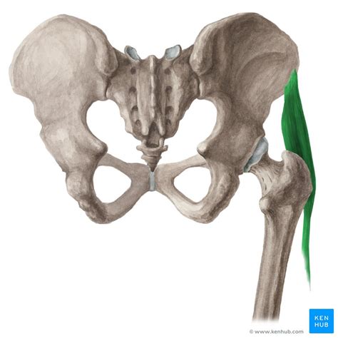 Tensor Fasciae Latae Muscle Anatomy And Function Kenhub Porn Sex Picture