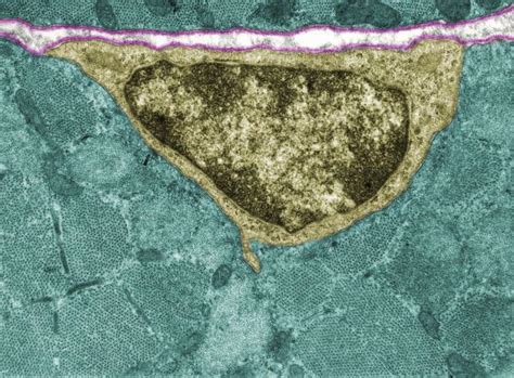 Satellite Cells - The Definitive Guide | Biology Dictionary