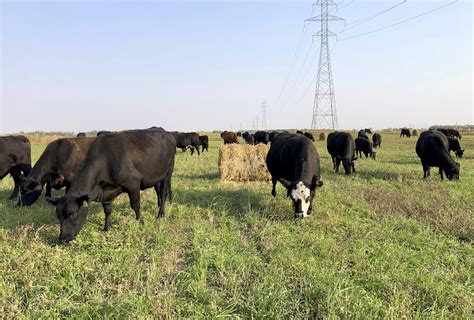 Diversifying The Tool Kit For Grazing Annual Forages Canadian Cattlemen