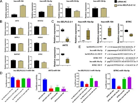 Validation Of The Target Mirnas And Mrnas Of Lnc Selplg A Rt Qpcr