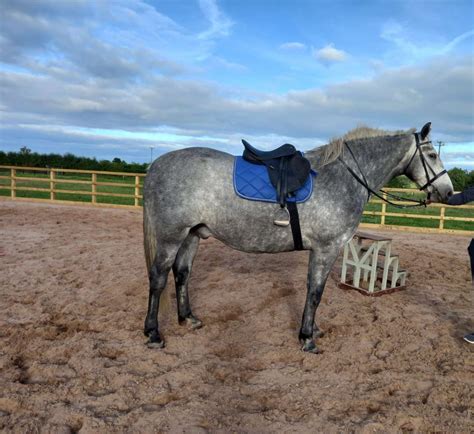irish draught gelding horsesalesie