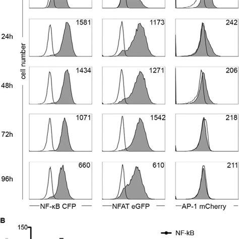 Kinetics Of The Transcription Factor Activity Of Nf B Nfat And Ap