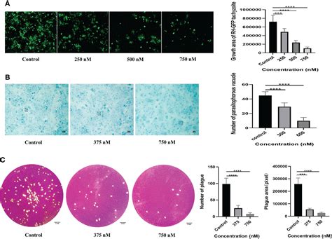 Frontiers In Vitro And In Vivo Antitoxoplasma Activities Of Hdac