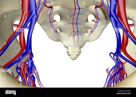 Blood Vessels Pelvis Stock Photos & Blood Vessels Pelvis Stock Images ...