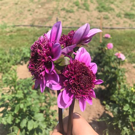 Blue Bayou Dahlia Organic Tubers – Hudson Valley Seed Company