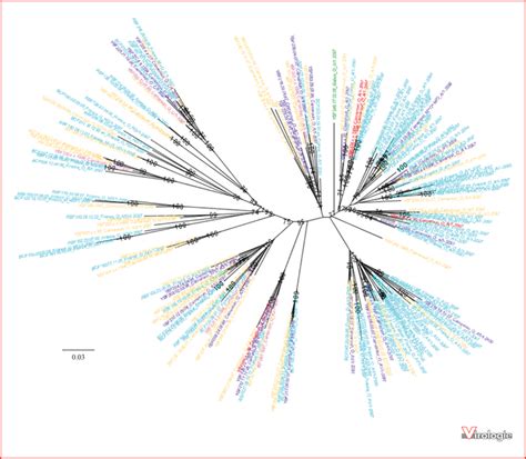 John Libbey Eurotext Virologie Origin Diffusion And Evolution Of