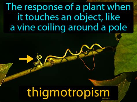 Thigmotropism Definition & Image | GameSmartz