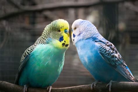 Budgies Breeding Season Do Budgies Breed All Year Round Aviary Escort