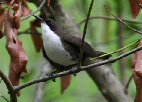 White Breasted Thrasher Alchetron The Free Social Encyclopedia