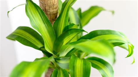 Tronchetto Della Felicit O Dracaena Fragrans Dove Posizionarlo