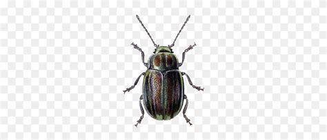 Beetle Green Brown Transparent Png Jewel PNG FlyClipart