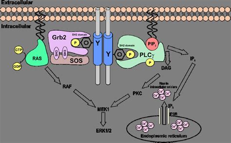 Ligand Activated Signal Transduction By Rtk Complexes Interaction Of