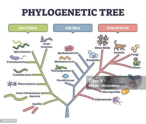 Pohon Filogenetik Phylogeny Atau Diagram Garis Besar Klasifikasi Evolusioner Ilustrasi Stok