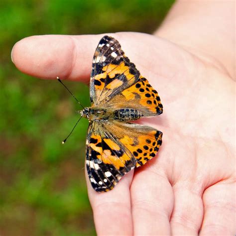 Butterfly Raising Kits Monarch Butterflies