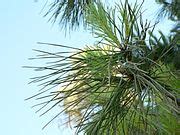 Category Pinaceae Needles Wikimedia Commons