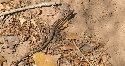 Desert Grassland Whiptail Aspidoscelis Uniparens San Pedr Flickr