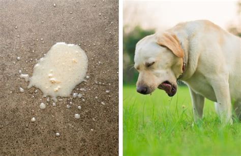 Cane Vomita Schiuma Bianca Cause E Rimedi