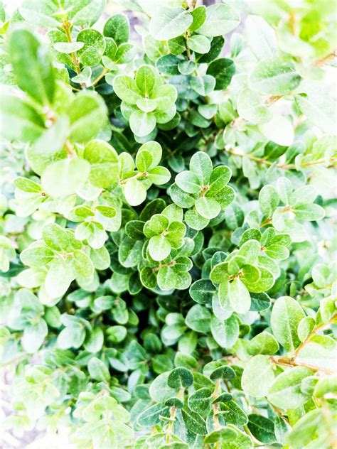 A Must Have Evergreen Shrub Sprinter Boxwood Hope And Hedges