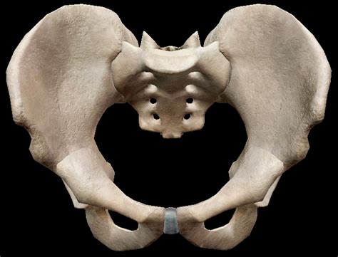 Lower Extremity Pelvis Anterior View Anatomy Diagram Quizlet