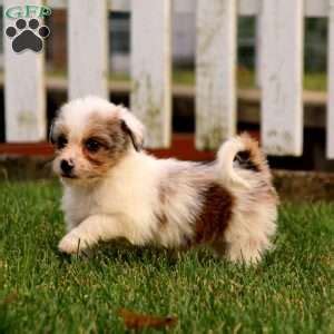 Corgipoo Puppies for Sale | Greenfield Puppies