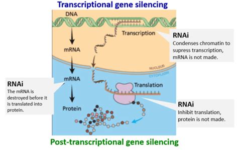 Lecture 4 Rna Interference Flashcards Quizlet