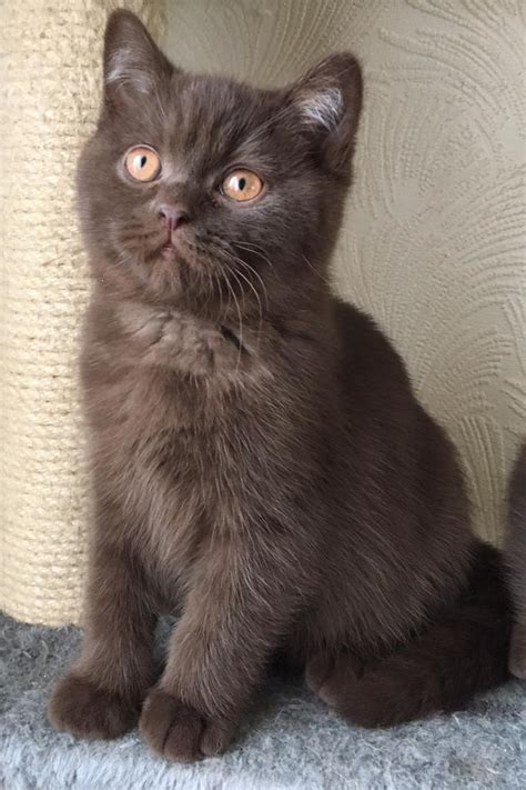 Chocolate British Shorthair Kittens | in Carrickfergus, County Antrim | Gumtree