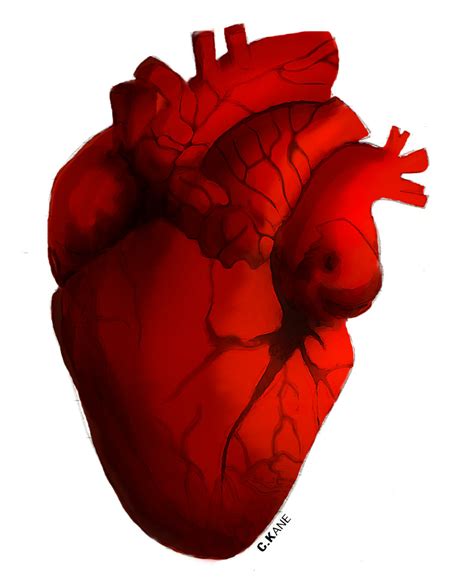 Human Heart Pictures Clip Art