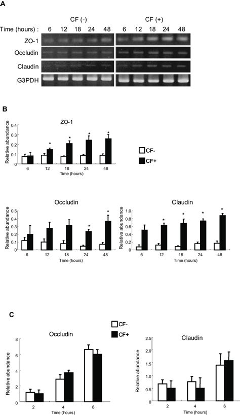 Abundance Of Mrnas For Tight Junctional Proteins In Hce Cells Cultured