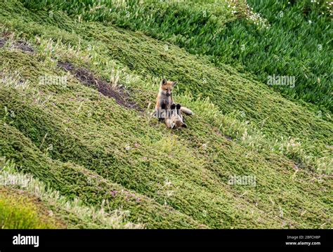 Baby foxes playing in a field Stock Photo - Alamy