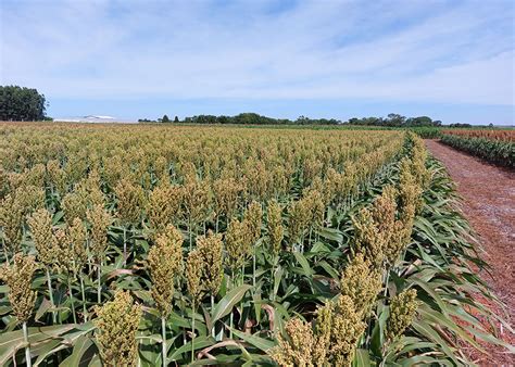 Novas Cultivares De Sorgo E De Milho Elevado Potencial Produtivo