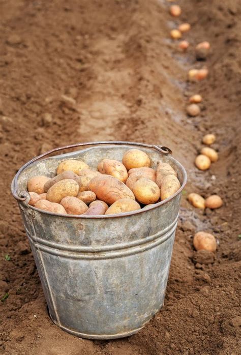 Plantando Batatas Na Primavera Foto De Stock Imagem De Verde