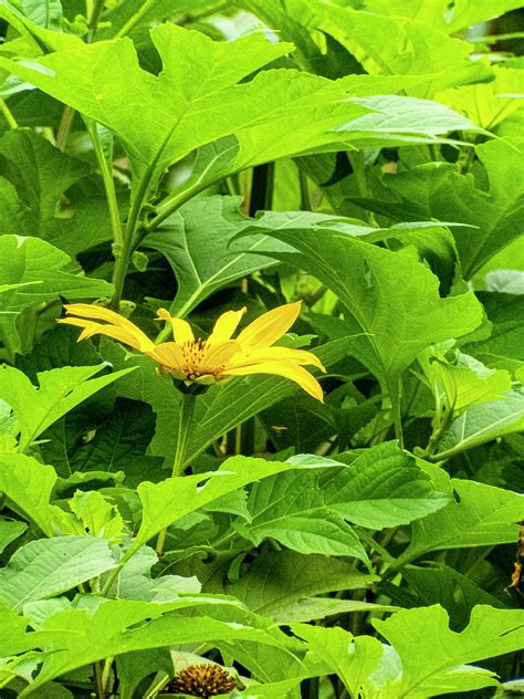 The Pale Leaf Woodland Sunflower Photograph By Aydin Gulec Fine Art