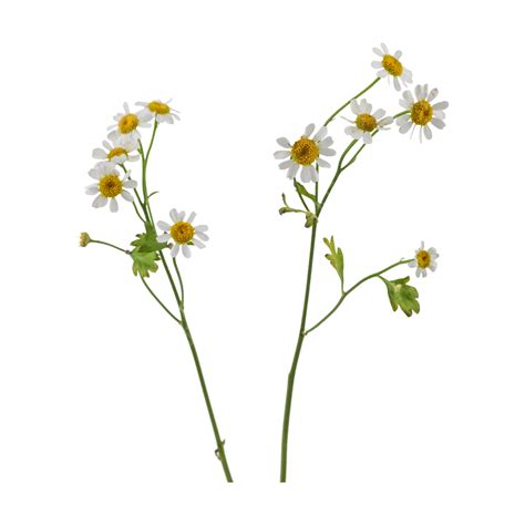 Chamomile Plant Flower Natural Decoration Bright Chamomile Plant