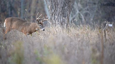 Michigan Trophy Whitetail Hunting Packages High Rack Ranch