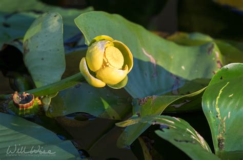 Okefenokee Swamp Plants