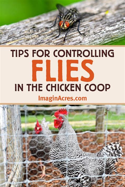 How To Get Rid Of Flies In The Chicken Coop Artofit