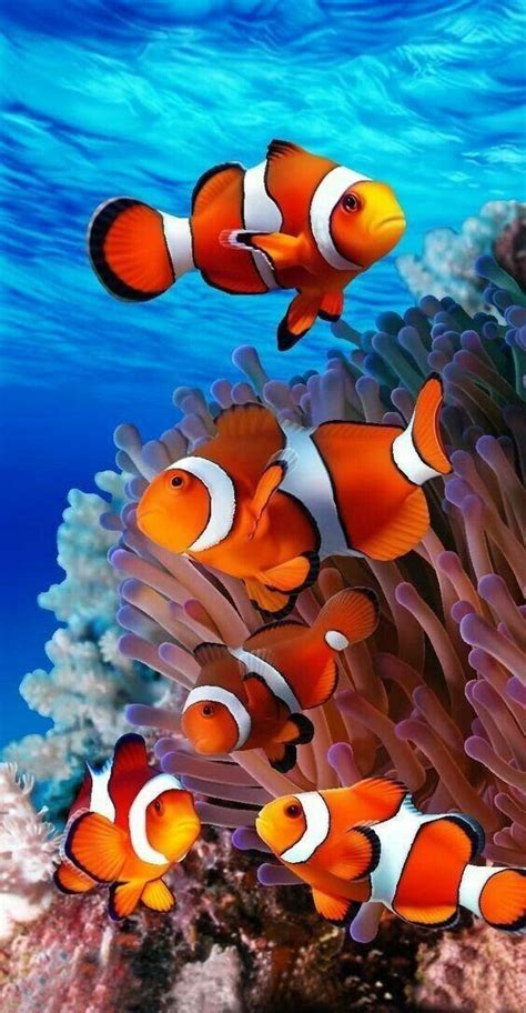 Hiasan Dinding Poster Ikan Nemo Plus Figura Lazada Indonesia