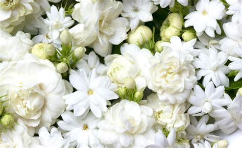 Premium Photo | White jasmine flowers fresh flowers