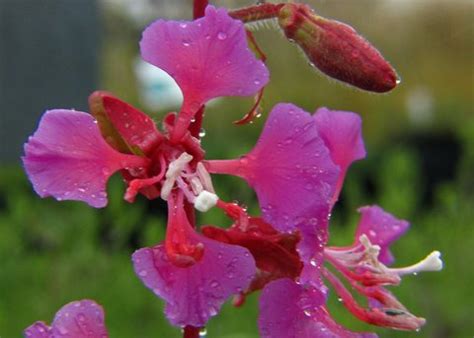 Clarkia unguiculata | Elegant Clarkia | Woodland Clarkia | plant lust