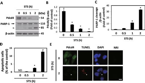 Pdcd4 Decreases Rapidly During The Mitochondrion Mediated Apoptosis In