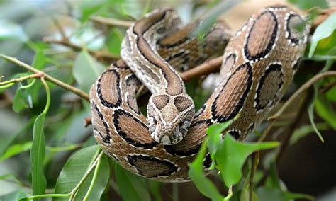 russels viper animal pictures   animals