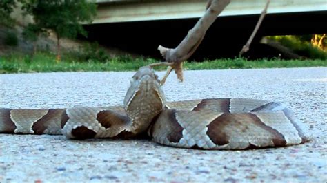 Copperhead Snake Striking