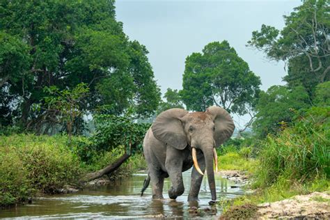 Why you Should Choose Congo for your Next Wildlife Holiday