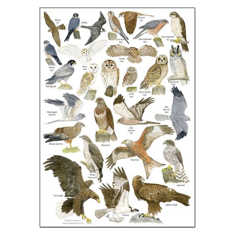 British Birds Of Prey And Owls A4 Identification Chart Wildlife Etsy